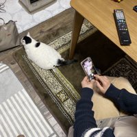 スマホで写真を撮る人と猫の後ろ姿