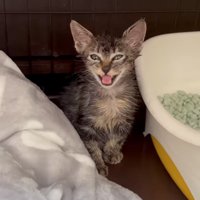 鳴き声をあげる子猫