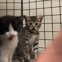 口を開ける2匹の猫