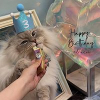 お誕生日撮影をしながらちゅーるを食べている猫