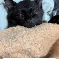 寝ている子猫
