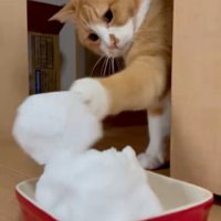 猫パンチする猫