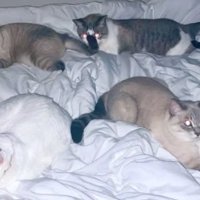 ベッドにいる猫たち