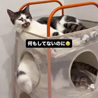 目を細める上段の猫と前足を下向きに伸ばす下段の猫
