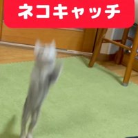 子猫が飛んだ瞬間