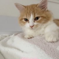 目が覚めたマンチカン