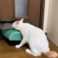 猫用通路を枕を通そうとしている猫