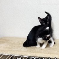 くつろぐ2匹の猫