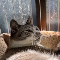 見上げる猫