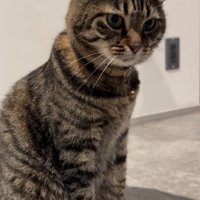 おすわりする猫