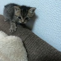ソファの背もたれを歩く子猫