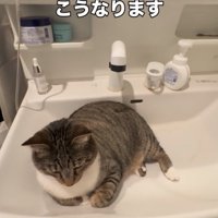 洗面台を占拠する猫
