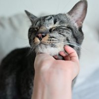 気持ち良さそうな猫