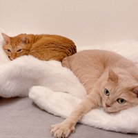 毛布の上にいる猫