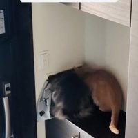 郵便受けに顔を突っ込むミックス猫と茶トラ猫