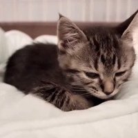 目を細める子猫