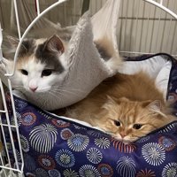 くつろぐ2匹の猫