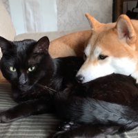 くっつくふたり