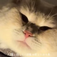 ライトアップされた猫の顔ドアップ