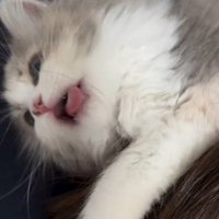 飼い主の頭を掴んで幸せそうな顔をする子猫