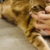 指に付けた水をアメリカンショートヘアに舐めさせる飼い主さん