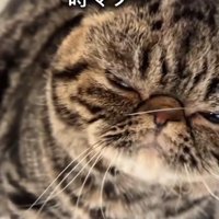 ふみふみするブラウンクラシックタビー