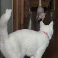 奥で伸びをする猫
