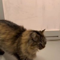 浴室内を歩く猫