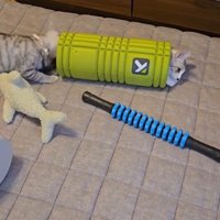 ローラーで遊んでいる2匹の猫