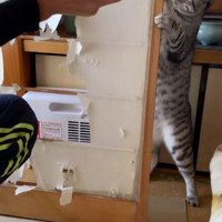 障子を張り替える飼い主を見つめる猫