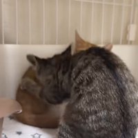 取っ組み合いをしている2匹の子猫