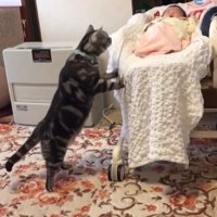 赤ちゃんを覗き込む猫