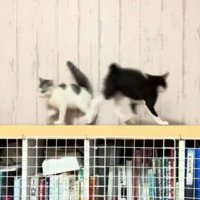 すれ違う2匹の子猫