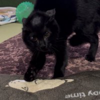 威嚇している黒猫さん
