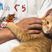 抱っこされている猫