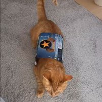 ビールの空き箱に入った猫