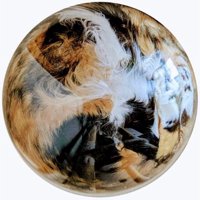 猫の毛並み模様