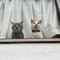 窓から外を眺める茶白猫とキジトラ猫