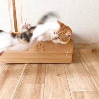 飛び跳ねる三毛ちゃん