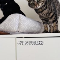 黒猫にスリスリしようとするキジトラ猫