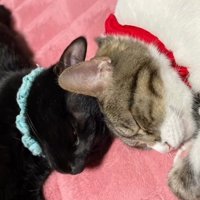 頭をつけて寝る猫2匹