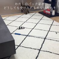 ガラス戸の隙間を通っている猫の後ろ姿