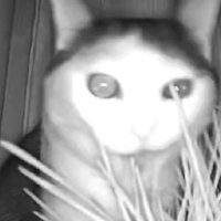 ペットカメラに映る猫