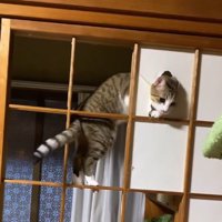 障子に開いた穴に頭を入れる猫