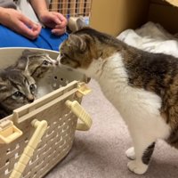 猫と2匹の子猫
