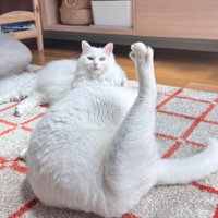 毛づくろい中の猫と、奥にいる猫