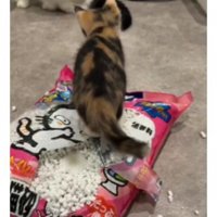 猫砂の袋に乗っている猫