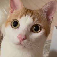 飼い主をジッと見つめる猫