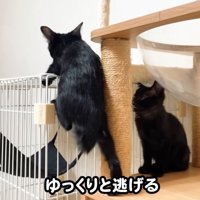テロップ「ゆっくりと逃げる」