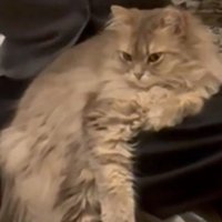 人の膝の上に座っている猫